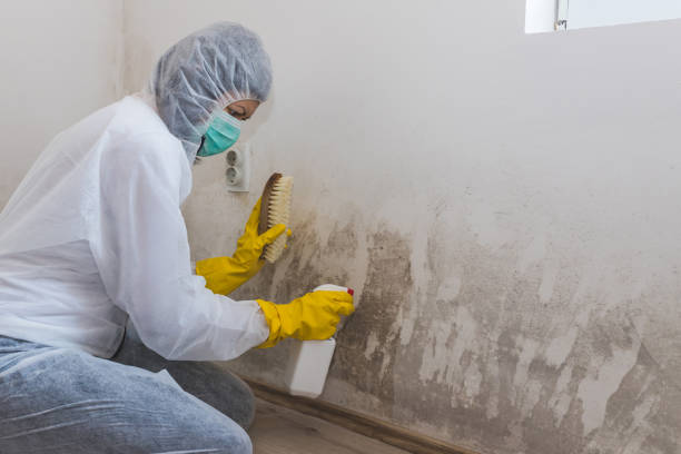 Crawl Space Mold Removal in Tuskegee, AL