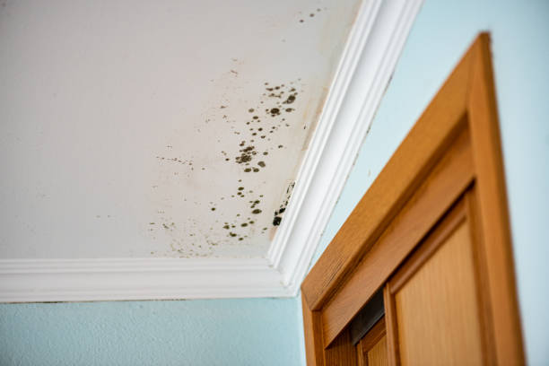 Best Commercial Mold Removal  in Tuskegee, AL