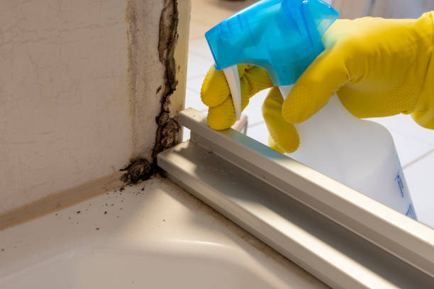 Home Mold Removal in Tuskegee, AL