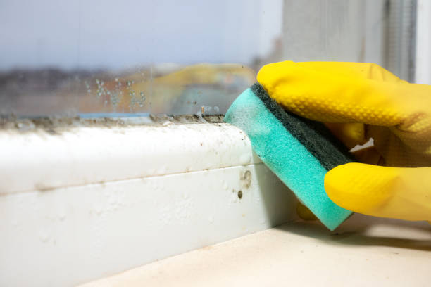 Mold Removal Process in Tuskegee, AL