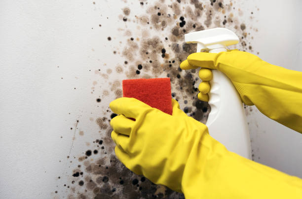 Trusted Tuskegee, AL Mold Removal Experts